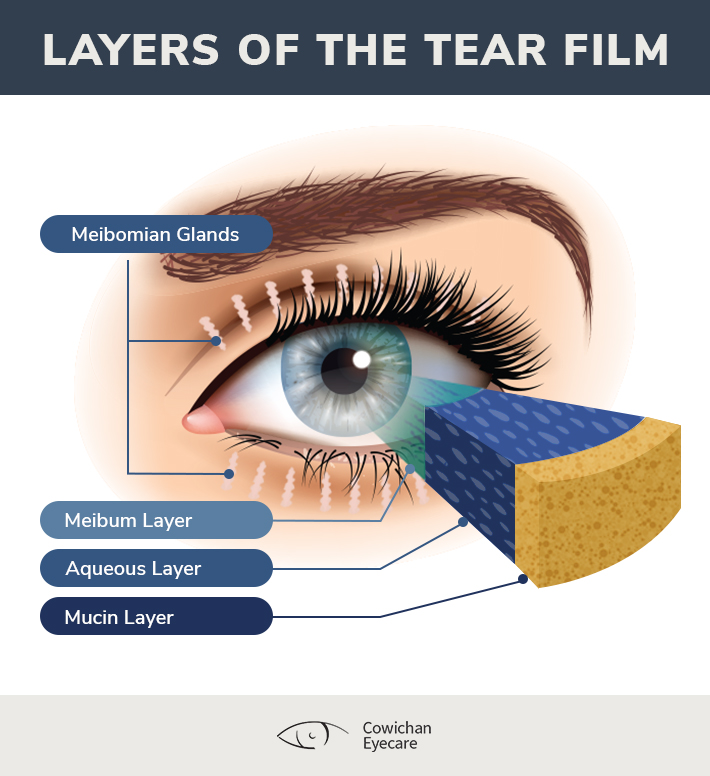 Layer of the tear film shown through eye